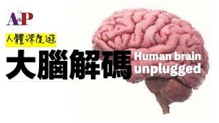 人體深度遊: 大腦解碼 Human brain unplugged [中文字幕]