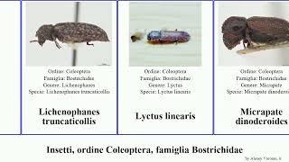 Insetti, ordine Coleoptera, famiglia Bostrichidae insect picea sericea linearis Scobicia Sinoxylon