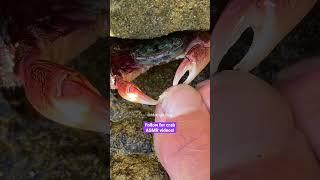 BOOM! Crab ASMR  #shorts