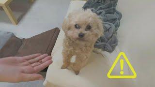 【VSフィラリア薬】フィラリア予防薬を食べてくれない愛犬…