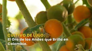 Cultivo de Lulo: El Oro de los Andes que Brilla en Colombia - TvAgro por Juan Gonzalo Angel