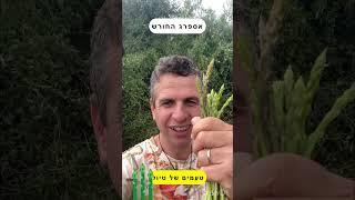 אספרג החורש אספרגוס