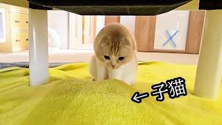 いるはずのない子猫がこたつ下にいると気付いた母猫...