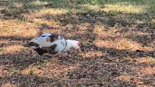 Favorite Mocha & White Muscovy Duck has Peaceful Afternoon with 2 Dark Muscovies at Pond! Oviedo