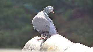 Chant du pigeon ramier