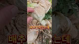 살아있네~오메#배추