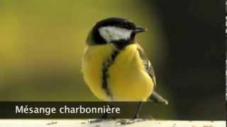 Mésange charbonnière