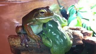 Voigt has Many Pats tonight but Round Frog is not wearing her Jacket of Friendship!