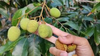 My Tropical Fruit Trees  Fruiting in May