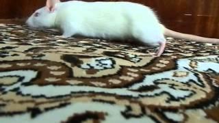 Наш Лучик :-) (белая крыса, альбинос, красные бусинки глаз) /// white rat albino