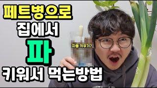 페트병으로 집에서 파 키워서 먹는방법 [How to grow and eat at home with a plastic bottle]