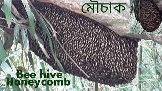 Bee hive।।মৌচাক।।Honeycomb