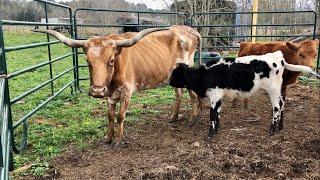 Emaciated longhorn, bulls, cows found abandonded in Liberty County