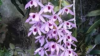 cultivo do denbrobium anosmum#orquideas#orchids#flores#plantas#natureza#perfume