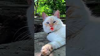 Вы такие умные ! От Вас умом пахнет … #Shorts