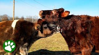 Two rescue cows meet and prove love at first "sight" exist