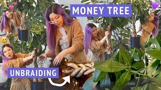 BIG MONEY TREE UNBRAIDING + REPOTTING  Wrestling my Pachira tree into submission ‍️