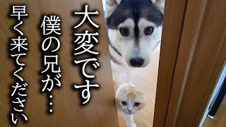 犬と猫の様子がおかしいのでついて行くと異変が...