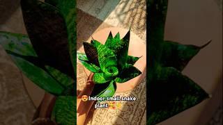 Indoor small snake plant#shorts#youtube shorts#viral video#khoobsurat#garden