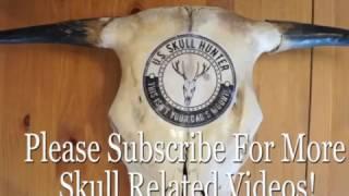 How to Transfer a Design onto a Skull for Carving (and other uses)