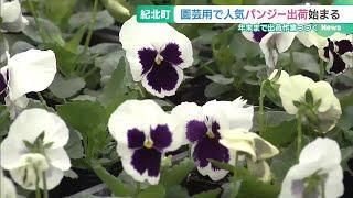 寒さに強く育てやすい「パンジー」出荷が始まる　三重・紀北町 (24/10/24 16:39)