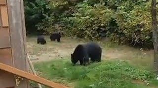 B.C. man politely asks bears to leave his backyard