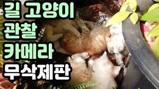 길고양이 관찰 카메라 무삭제본 1시간20분