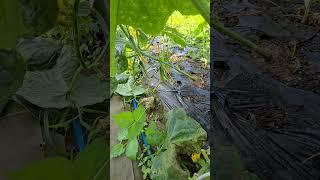 마디오이.다다기오이 재배시 유의사항  #garden #귀촌생활 #주말농사 #gardening #자연농원 #강아지 #산골 #산나물 #farming #작물 #농사 #주말농사 #텃밭