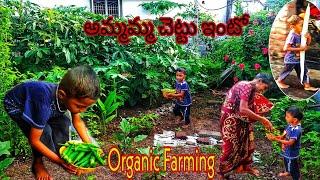 Ammamma chettu into | funny video by kid | Organic vegetables | Organic farming at home