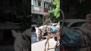 Izmir Bornova KucukPark Tour