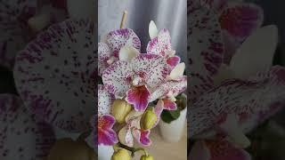 Ещё один очень интересный сорт Phal. Shalu Rose × Yu Pin Fire Works