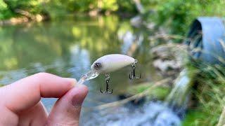 BIG Fish Eats Tiny Crankbait (Creek Fishing)