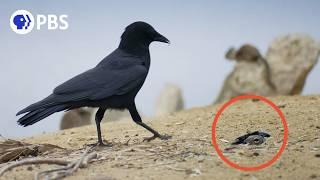 Baby Squirrels vs. Deadly Crows