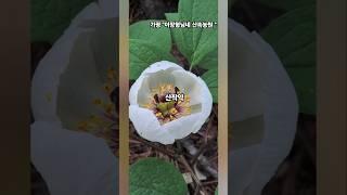 멸종위기종/ 울농장 보물 #야생화 #작약꽃 #귀농귀촌