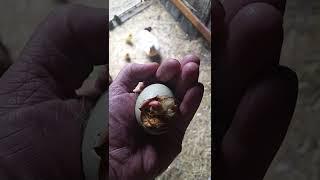 The last duckling to hatch at PumpjackPiddlewick