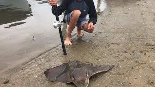 Newport Harbor Fishing | Big Bat Rays