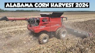 FIRST VIDEO OF CORN HARVEST