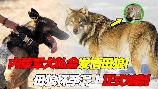 内蒙边防军犬私会发情母狼！母狼怀孕赖在哨所，大吃二喝混上编制