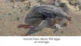 World Sea Turtle Day