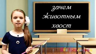 ЕваПочемучка - зачем животным хвост