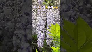 환상의 꽃숲뷰 | forest view | 손태진 꽃