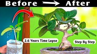 Baniyan Mame Bonsai Time Lapse 2 Year 6 Months