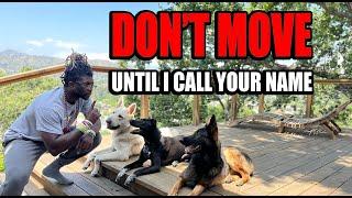 DON'T MOVE UNTIL I CALL YOUR NAME - TEACHING MULTIPLE DOGS TO LISTEN FOR THEIR NAME