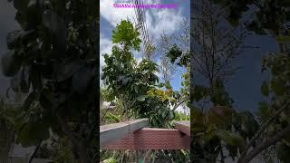 #688 Cây Nhãn trồng 5 năm  ra bông nhiều 