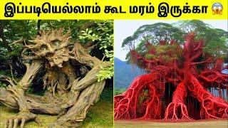 இதுவரை கேள்விப்பட்டிராத  விசித்திரமான மரங்கள் | unique trees in the world | TAMIL AMAZING FACTS