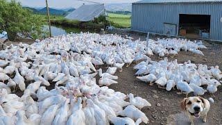 Process Of Raising Ducks For Meat - Duck Farming Techniques.