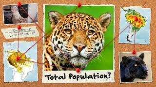 There Are Likely 86,834 Jaguars in Brazil. Here’s Why.