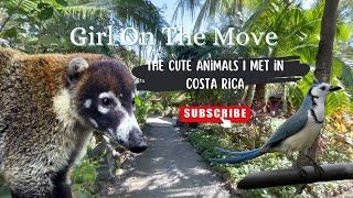 The Cute Animals I Met in Costa Rica | Magpie-jays, Geckos, Coatimundis and More