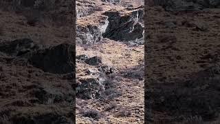 高原雪豹猎捕小牦牛！snow leopard hunting small yak! 太厉害了！#animal 【跟着图尔去旅行】