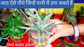 Best Water Plant for Home | Best Water Plants For Indoor | How to Grow Plants in Water|Grow in Water